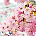 【P2倍★マラソン期間中】桜の苗木 陽光 【花木苗 5号/1個売り】サクラ さくら cherry blossom Cerasus 園芸品種 シンボルツリー