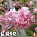 【P2倍★マラソン期間中】桜の苗木 楊貴妃 【花木苗 5号/1個売り】サクラ さくら cherry blossom Cerasus 園芸品種 シンボルツリー