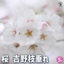 【P2倍★マラソン期間中】桜の苗木 吉野枝垂れ 【花木苗 5号/1個売り】サクラ さくら cherry blossom Cerasus 園芸品種 シンボルツリー