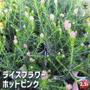 【P2倍★マラソン期間中】ライスフラワー ホットピンク 【花苗 2.5号】花の苗 花木の苗 花木 ドライフラワー ガーデニング