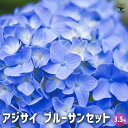【P2倍★マラソン期間中】アジサイ ブルーサンセット 【花木苗 3.5号】あじさい苗 あじさい アジサイ苗 アジサイの苗 紫陽花