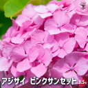 【P2倍★マラソン期間中】アジサイ ピンクサンセット 【花木苗 3.5号】あじさい苗 あじさい アジサイ苗 アジサイの苗 紫陽花