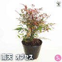 【P2倍★マラソン期間中】南天 オブセス 【花木苗 5号/1個売り】南天 なんてん ナンテン 厄除け 厄よけ 縁起木 縁起物 庭木 植木 花木 正月 観賞用 カ...