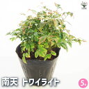 【P2倍★マラソン期間中】南天 トワイライト 【花木苗 5号/1個売り】南天 なんてん ナンテン 厄除け 厄よけ 縁起木 縁起物 庭木 植木 花木 正月 観賞用...