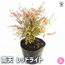 【P2倍★マラソン期間中】南天 レッドライト 【花木苗 5号/1個売り】南天 なんてん ナンテン 厄除け 厄よけ 縁起木 縁起物 庭木 植木 花木 正月 観賞用...