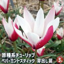 【P2倍★マラソン期間中】原種系チューリップ ペパーミントスティック 芽出し苗 【花苗 3号】球根 花の球根 ちゅーりっぷ チューリップ 寄せ植え ガーデニング...