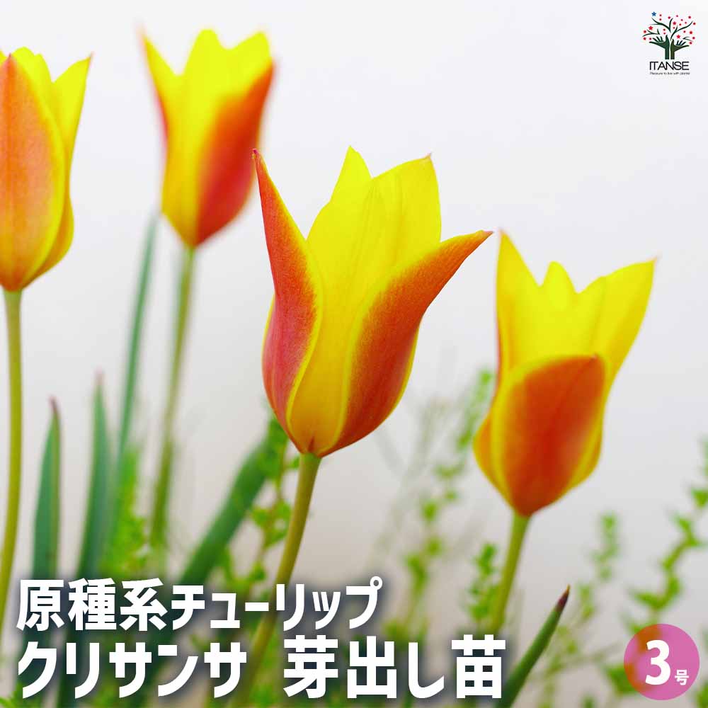 楽天市場】チューリップ 球根 原種系の通販 楽天市場】チューリップ 球根 原種系の通販