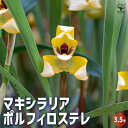 【P2倍★マラソン期間中】マキシラリア ポルフィロステレ 【花苗 3.5号/1個売り】着生植物 マキシラリヤ ガーデニング 鑑賞 栽培 庭園 菜園