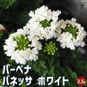 【P2倍★マラソン期間中】栄養系バーベナ バネッサ ホワイト 【花苗 3.5号】Verbena 耐寒性多年草 寄植え 寄せ植え 花の種 花苗 花の苗 花木 植木...