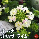 【P2倍★マラソン期間中】栄養系バーベナ バネッサ ライム 【花苗 3.5号】Verbena 耐寒性多年草 寄植え 寄せ植え 花の種 花苗 花の苗 花木 植木 ...