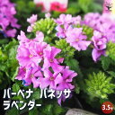【P2倍★マラソン期間中】栄養系バーベナ バネッサ ラベンダー 【花苗 3.5号】Verbena 耐寒性多年草 寄植え 寄せ植え 花の種 花苗 花の苗 花木 植...