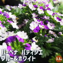 【P2倍★マラソン期間中】宿根バーベナ パティシエ ブルー&ホワイト 【花苗 3.5号】Verbena 耐寒性多年草 寄植え 寄せ植え 花の種 花苗 花の苗 花...