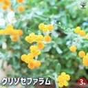 【P2倍★マラソン期間中】クリソセファラム 【花苗 3号】花苗 花の苗 クリソセファラム イエローボタン スマイリープー Chrysocephalum