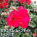 【P2倍★マラソン期間中】ゼラニウム ムーンライト トゥンバオ 【花苗 3.5号】花の苗 ゼラニウム苗 ゼラニウムの苗 花苗 花
