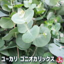 【P2倍★マラソン期間中】ユーカリ ゴニオカリックス 【花木苗 3号】ユーカリ ユーカリの苗 ユーカリの苗木 グニー グニユーカリ グニーユーカリ 庭木