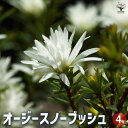 【P2倍★マラソン期間中】オージースノーブッシュ 【花木苗 4号】記念樹 花木 苗 苗木 花の苗 庭植え 地植え 鉢植え ベランダ ガーデニング