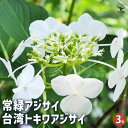 【P2倍★マラソン期間中】常緑アジサイ 台湾トキワアジサイ 【花木苗 3号】あじさい苗 あじさいの苗 アジサイ苗 アジサイの苗 紫陽花苗 紫陽花の苗 ガーデニン...