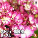 【P2倍★マラソン期間中】アジサイ 花模様 パープル 【花木苗 5号/1個売り】あじさい苗 あじさい アジサイ苗 アジサイの苗 紫陽花