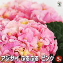 【P2倍★マラソン期間中】アジサイ ふるふる ピンク 【花木苗 5号/1個売り】あじさい苗 あじさい アジサイ苗 アジサイの苗 紫陽花
