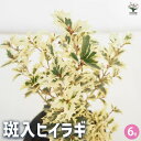 【P2倍★マラソン期間中】斑入ヒイラギ 【花木苗 6号/1個売り】ヒイラギは邪気を払う魔除けとされており、鬼門よけや正月の飾りとして広く知られています