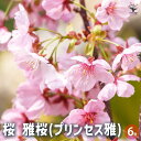 【P2倍★マラソン期間中】桜の苗木 雅桜(プリンセス雅) 【花木苗 6号/1個売り】サクラ さくら cherry blossom Cerasus 園芸品種 シン...