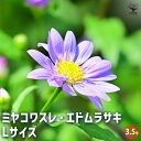 【P2倍★マラソン期間中】都忘れ(ミヤコワスレ) エドムラサキLサイズ 【花苗 3.5号】都忘れ ミヤコワスレ Aster savatieri Miyako w...