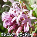 【P2倍★マラソン期間中】グレビレア ハニージョー 【花木苗 3.5号】グレビレアの苗木 ロブスタ ハゴロモノキ シノブノキ シルキーオーク 常緑高木 花木