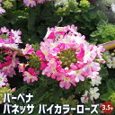 【送料無料】栄養系バーベナ バネッサ バイカラーローズ 花苗 3.5号 Verbena 耐寒性多年草 寄植え 寄せ植え 花の種 花苗 花の苗 花木 植木 庭木 ...