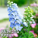 【P2倍★マラソン期間中】デルフィニウム チアブルー 【花苗 3.5号】花苗 花の苗 デルフィニウム デルフィニュウム デルフィニューム キンポウゲ