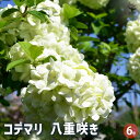 【ポイント2倍★マラソン期間】コデマリ 八重咲き 花木苗 6号 1個売り 小手毬 手毬花 テマリバナ 鈴掛 スズカケ 寄せ植え 送料無料 即納