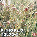 【P2倍★マラソン期間中】ディクラスティリス グロビフローラ 【花苗 3号】花木の苗 花苗 花の苗 花 苗 シソ ドライフラワー カラーリーフ
