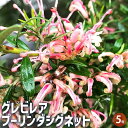 【P2倍★マラソン期間中】グレビレア プーリンダシグネット 【花木苗 5号/1個売り】グレビレアの苗木 ロブスタ ハゴロモノキ シノブノキ シルキーオーク 常緑...