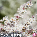 【送料無料】ピンクユキヤナギ 花木苗 4号 シモツケ ピンク 寄植え 寄せ植え 球根苗 球根 花の種 花苗 花の苗 花木 送料無料 即納