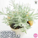 【P2倍★マラソン期間中】ヘリクリサム シルバーパティオ 【花木苗 2.5号】カラーリーフ 花の苗 グランドカバー ハンキング
