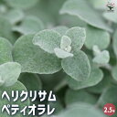【P2倍★マラソン期間中】ヘリクリサム ペティオラレバリエガータ 【花木苗 2.5号】カラーリーフ 花の苗 グランドカバー ハンキング