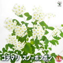 【P2倍★マラソン期間中】コデマリ スノーボンボン 【花木苗 3.5号】小手毬 手毬花 テマリバナ 鈴掛 スズカケ 寄せ植え