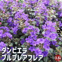 【P2倍★マラソン期間中】ダンピエラ プルプレアフレア 【花木苗 3.5号】園芸品種 カラーリーフ ガーデニング