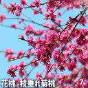 【P2倍★マラソン期間中】花桃の苗木 枝垂れ菊桃 【花木苗 7号/1個売り】モモ苗 モモの苗 もも苗 ももの苗木 桃の苗 桃苗 李の苗 ガーデニング 家庭菜園