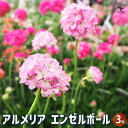 【P2倍★マラソン期間中】アルメリア エンゼルボール 【花苗 3号】花苗 花の苗 アルメリア ハマカンザシ イソマツ Armeria maritima