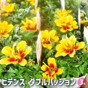 【P2倍★マラソン期間中】ビデンス ダブルパッション 【花苗 3号】ビデンス ゴールデンエンパイア、ハッピーエンパイアビデンス、ウィンターコスモス