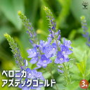 【P2倍★マラソン期間中】ベロニカ アズティックゴールド 【花苗 3号】Veronica longifolia Charlotte オオバコ ゴマノハグサ クワ...