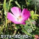 【P2倍★マラソン期間中】カリフォー(ポピーマロー) 【花苗 3.5号】耐寒性 宿根草 北アメリカ ワインカップ バッファロー ローズ カリロエ カリホー