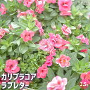 【P2倍★マラソン期間中】カリブラコア ラブレター 【花苗 3.5号】非耐寒性多年草(一年草扱い) 分枝性に優れていて何度もピンチしても、簡単に次々と花を咲かせ...