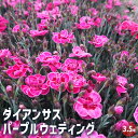 【P2倍★マラソン期間中】ダイアンサス パープルウェディング 【花苗 3.5号】花苗 花の苗 花 苗 ガーデニング
