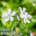 【P2倍★マラソン期間中】フロックス パフュームホワイト 【花苗 3.5号】ハナシノブ科 フロックス属 耐寒性多年草