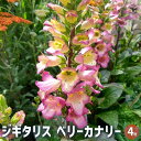 【P2倍★マラソン期間中】ジギタリス ベリーカナリー 【花苗 4号】花の苗 ガーデニング 寄せ植え ベル 宿根草