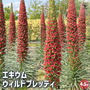 【P2倍★マラソン期間中】エキウム ウィルドプレッティ 【花苗 4.5号】地中海沿岸 宝石の塔 灰緑色の細長い葉 銀白色 日本では一年草 秋植え二年草