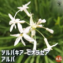 【P2倍★マラソン期間中】ツルバキア ビオラセア アルバ 【花苗 4.5号】球根植物 ラッパのような形 副花冠 斑入り ニラソウ 瑠璃二文字
