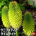 【P2倍★マラソン期間中】クニフォフィア(トリトマ) ライムライト 【花苗 4.5号】トーチリリー Torch Lily 赤熊百合 シャグマユリ グリーンの蕾 ...