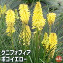 【P2倍★マラソン期間中】クニフォフィア(トリトマ) ポコイエロー 【花苗 4.5号】トーチリリー Torch Lily 赤熊百合 シャグマユリ グリーンの蕾 ...